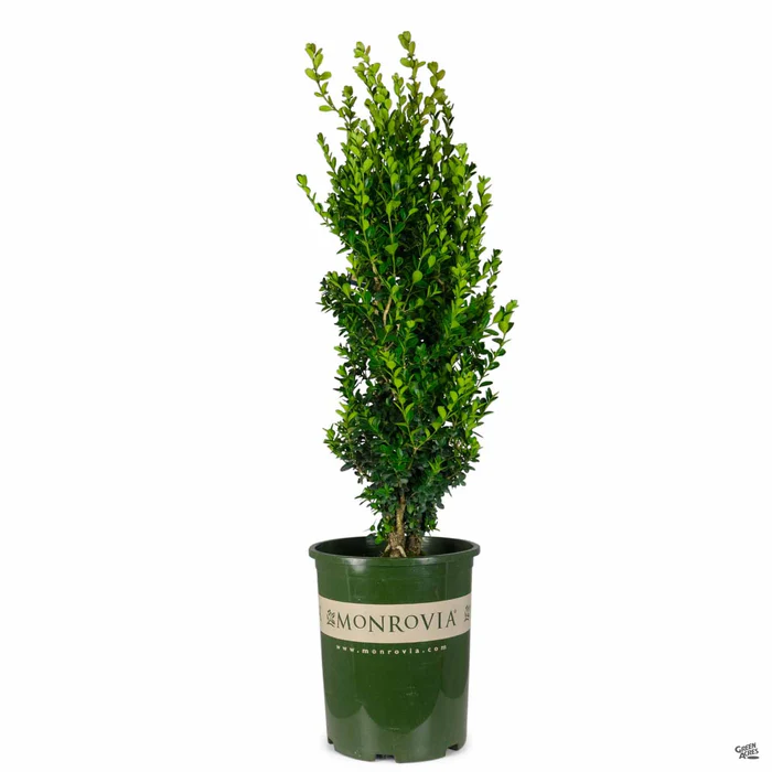 2840-green-tower-boxwood-monrovia-4.webp Green Tower Boxwood | Monrovia