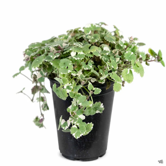 Variegated Ground Ivy
