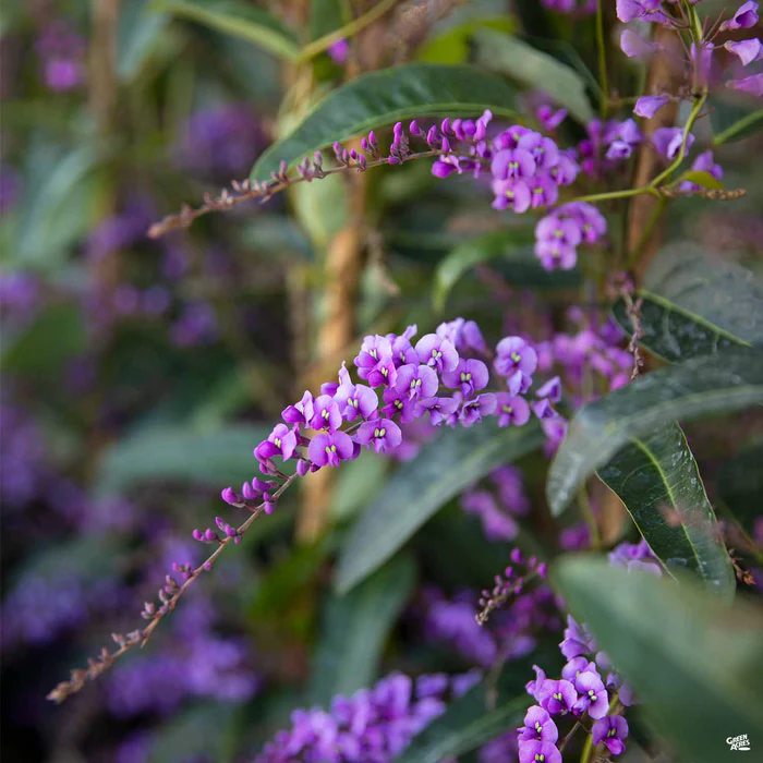 Lilac Vine Stake