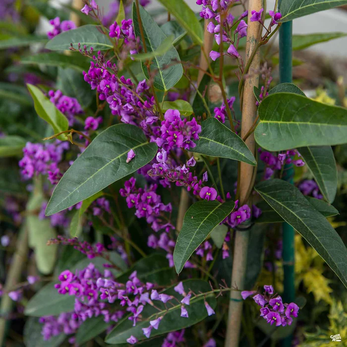 Lilac Vine Stake