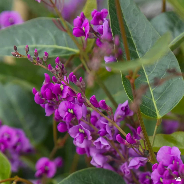Lilac Vine Stake