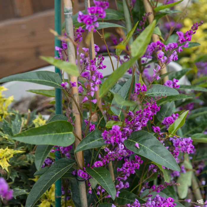 Lilac Vine Stake