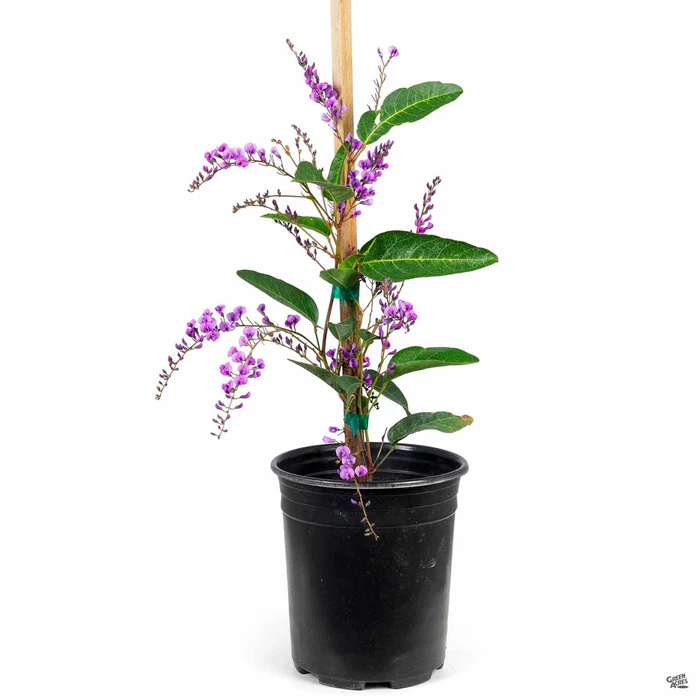 Lilac Vine Stake