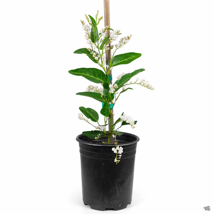 Lilac Vine Stake