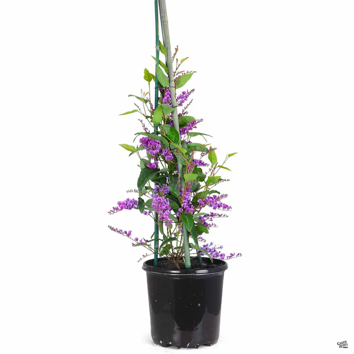 Lilac Vine Stake