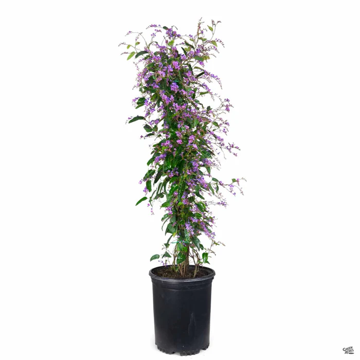Lilac Vine Stake