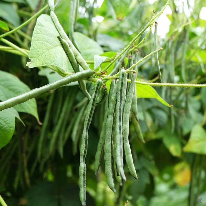 2854-pole-bean-romano-1.webp Pole Bean 'Romano'
