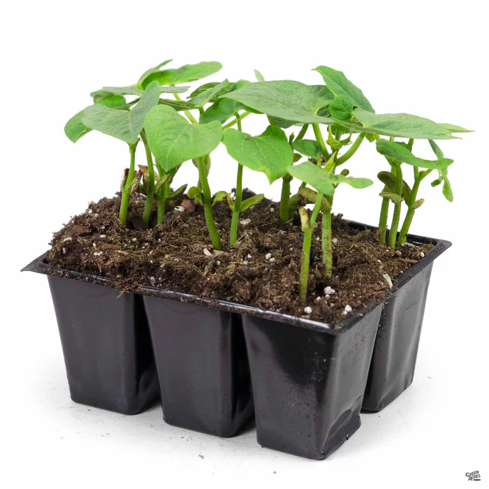 2854-pole-bean-romano-3.webp Pole Bean 'Romano'