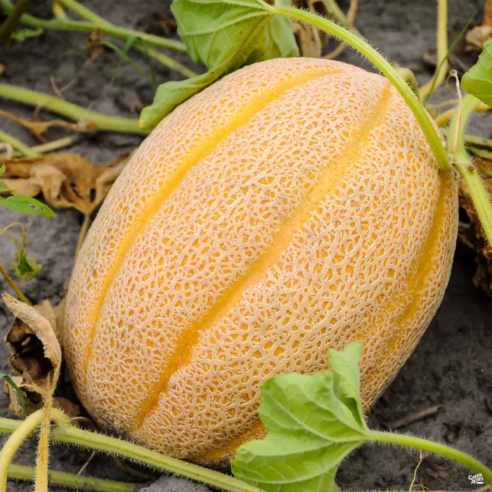 Melon 'Gold Star Cantaloupe'