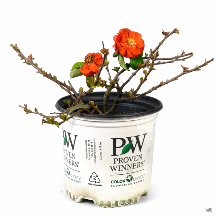 Double Take Orange Storm Flowering Quince