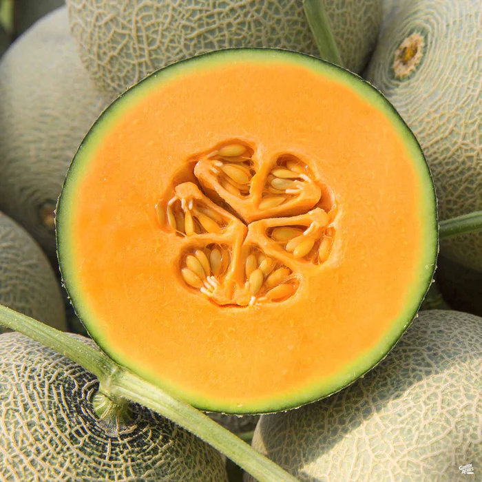 2860-melon-harper-s-hybrid-cantaloupe-1.webp Melon 'Harper's Hybrid Cantaloupe'