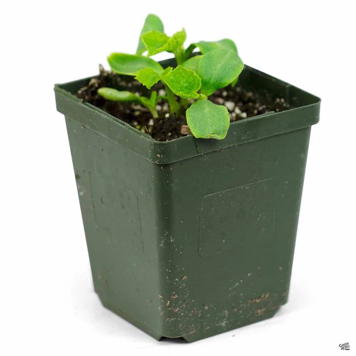 2861-cucumber-persian-2.webp Cucumber 'Persian'