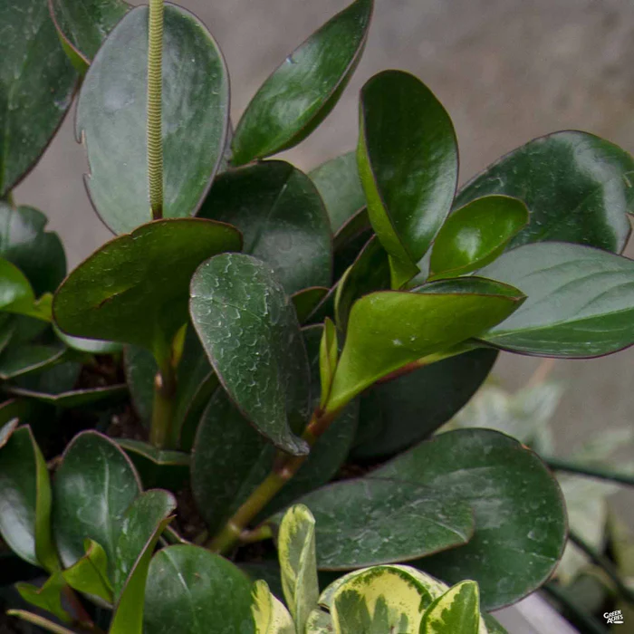 Peperomia 'Red Margin'