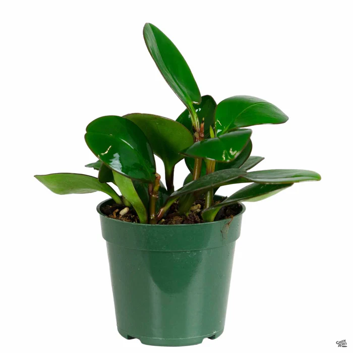Peperomia 'Red Margin'