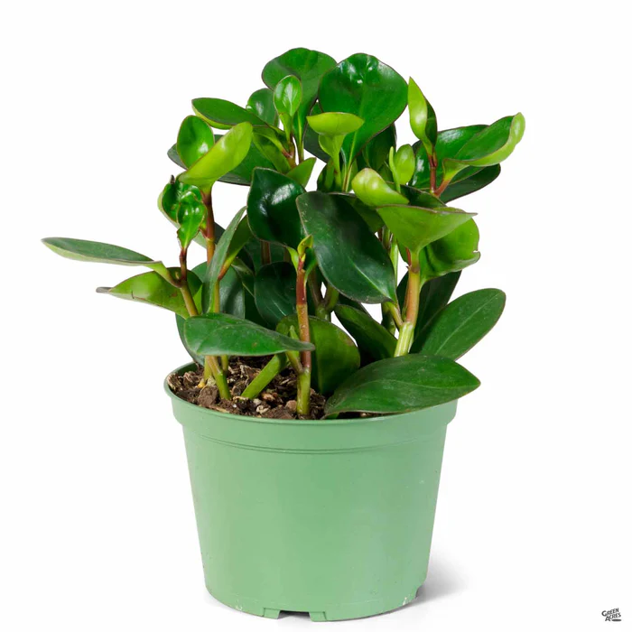 Peperomia 'Red Margin'