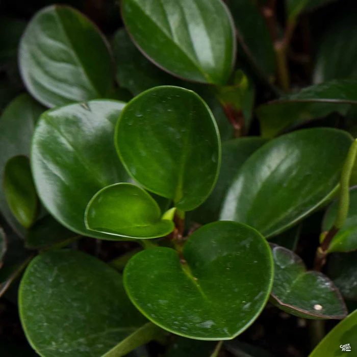 Peperomia 'Green'