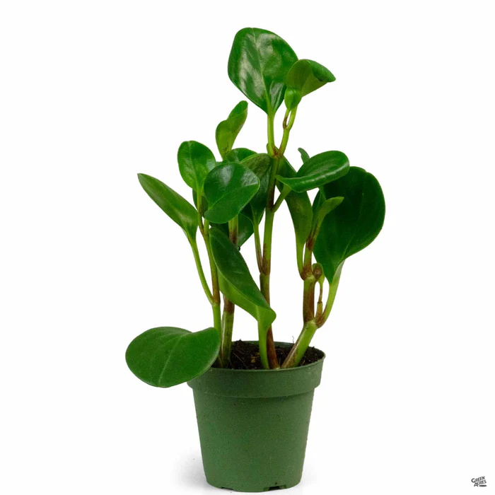 Peperomia 'Green'