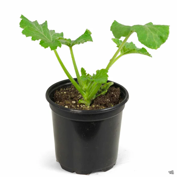 2873-squash-sunburst-2.webp Squash 'Sunburst'