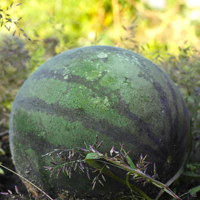 Watermelon 'Crimson Sugar Baby'