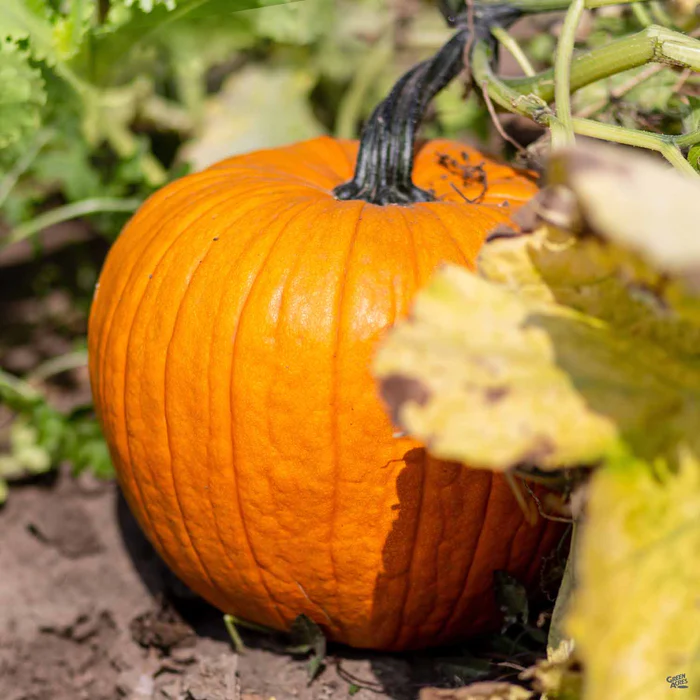 2876-pumpkin-jack-o-lantern-1.webp Pumpkin 'Jack-O-Lantern'