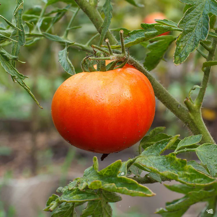 Tomato 'Super Fantastic'