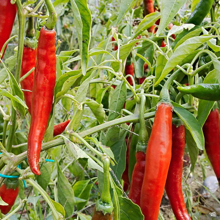Pepper 'Jimmy Nardello'