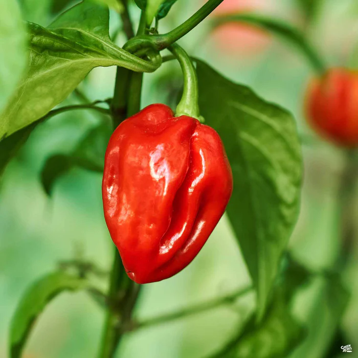 Pepper 'Caribbean Red'