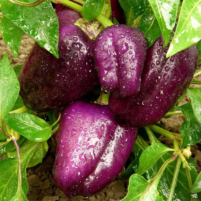 2883-pepper-purple-bell-1.webp Pepper 'Purple Bell'