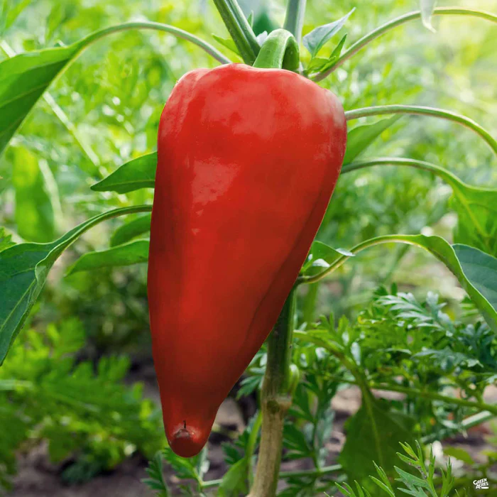 2884-pepper-spanish-sweet-1.webp Pepper 'Spanish Sweet'