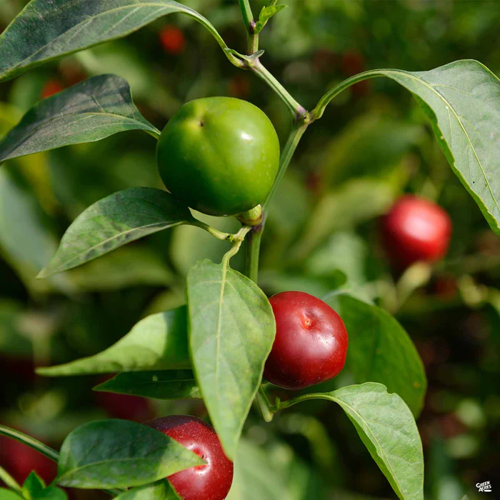 Pepper 'Sweet Cherry'