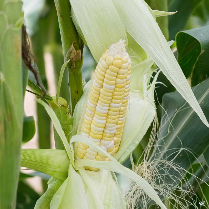 2886-corn-bicolor-1.webp Corn Bicolor