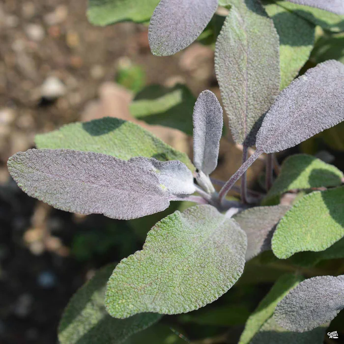 2887-sage-purple-1.webp Sage 'Purple'