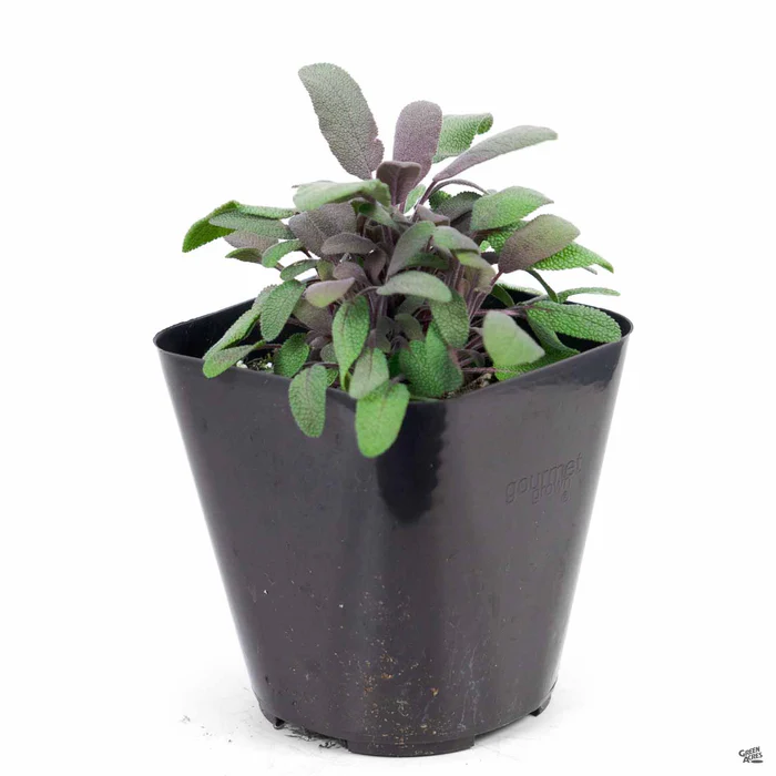 2887-sage-purple-2.webp Sage 'Purple'