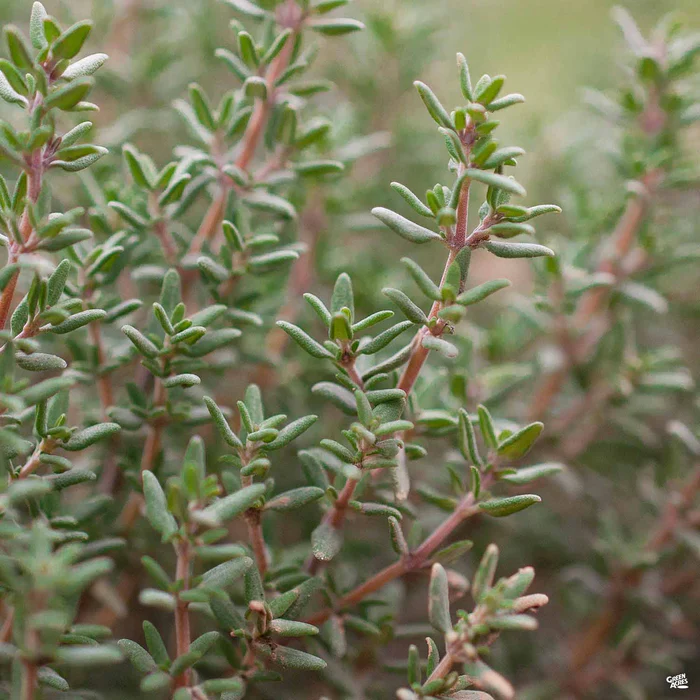 2888-thyme-french-1.webp Thyme 'French'
