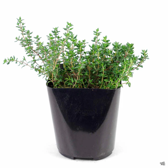 2888-thyme-french-2.webp Thyme 'French'