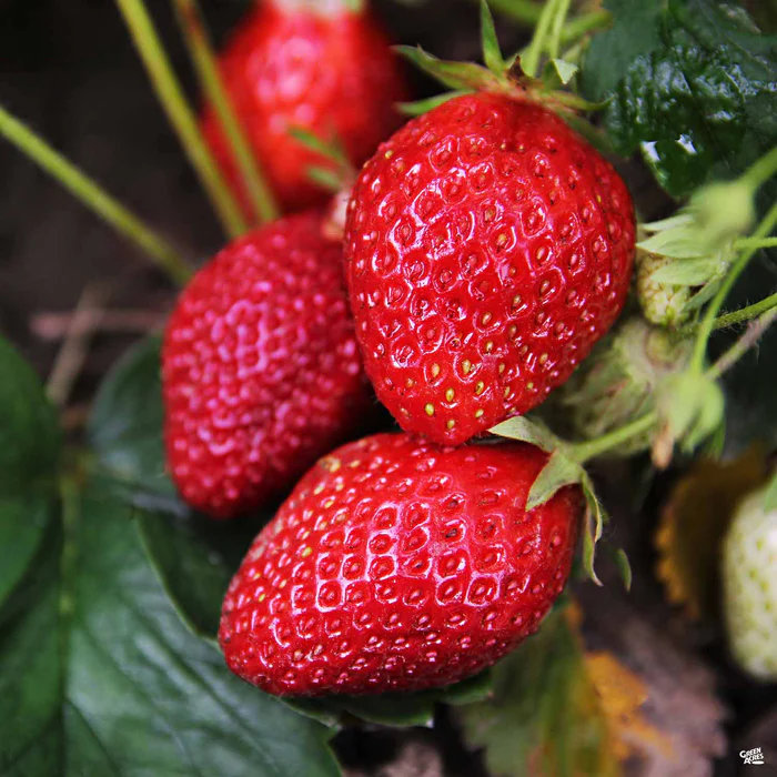 2889-strawberry-albion-1.webp Strawberry 'Albion'