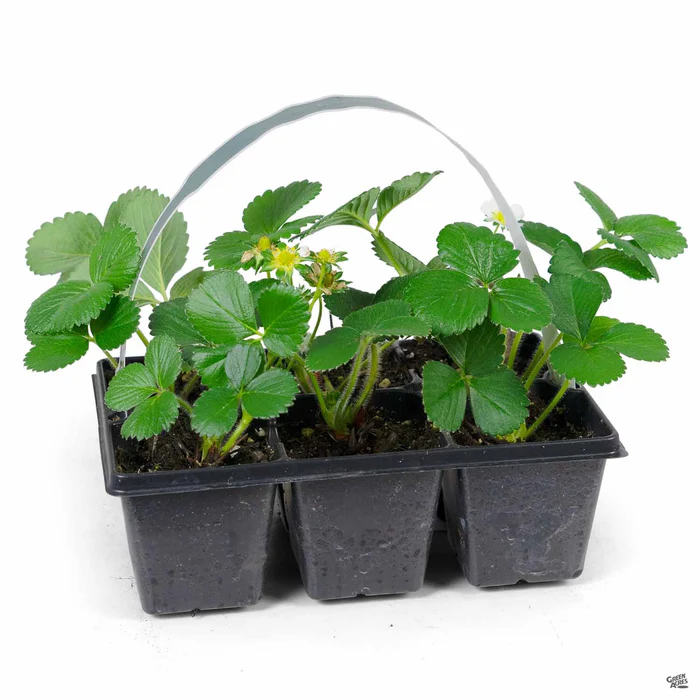 2889-strawberry-albion-2.webp Strawberry 'Albion'