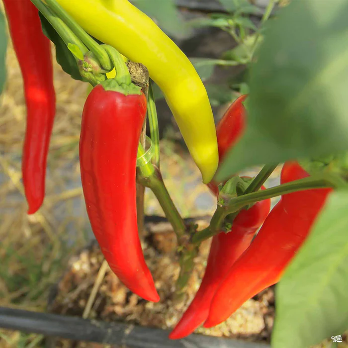 Pepper 'Hot Hungarian Wax'