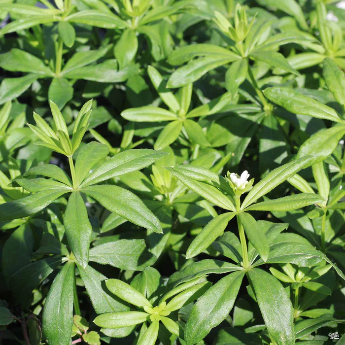 Sweet Woodruff