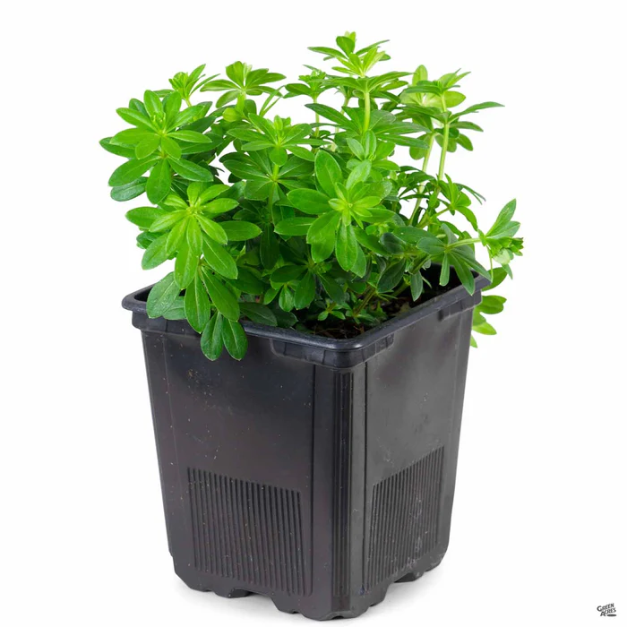 Sweet Woodruff