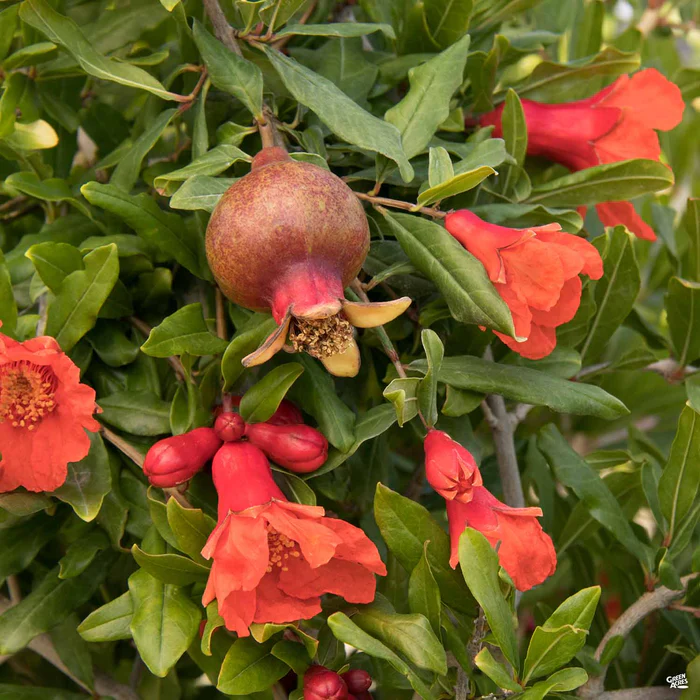 Angel Red Pomegranate | Monrovia