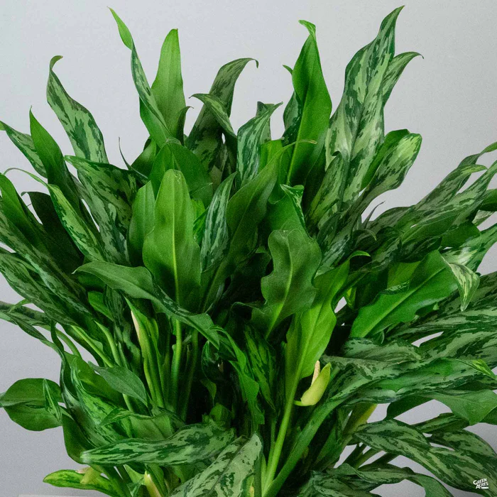 Aglaonema 'Miss Juliette'