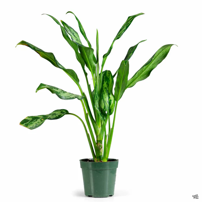 Aglaonema 'Miss Juliette'