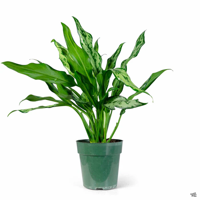 Aglaonema 'Miss Juliette'