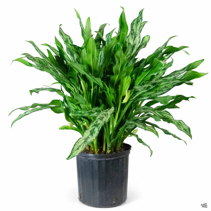 Aglaonema 'Miss Juliette'