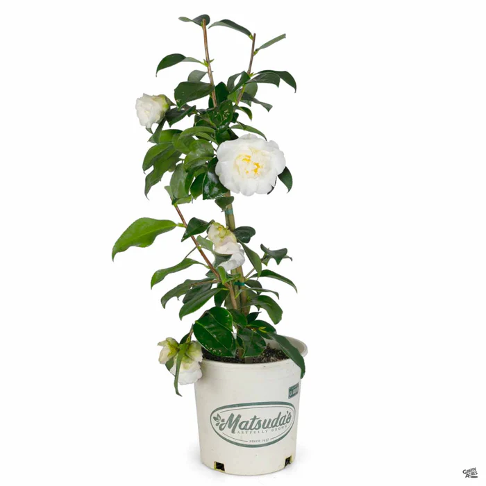 Camellia j. 'Shiro Chan' | Matsuda's