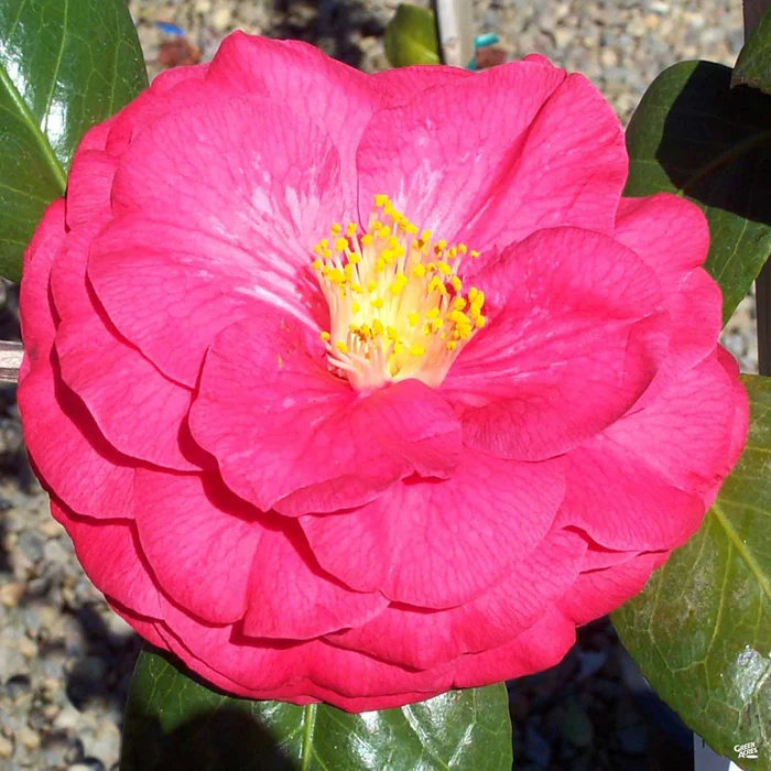 2902-camellia-mathotiana-supreme-monrovia-1.webp Camellia 'Mathotiana Supreme' | Monrovia