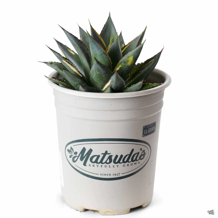 Agave 'Blue Glow'