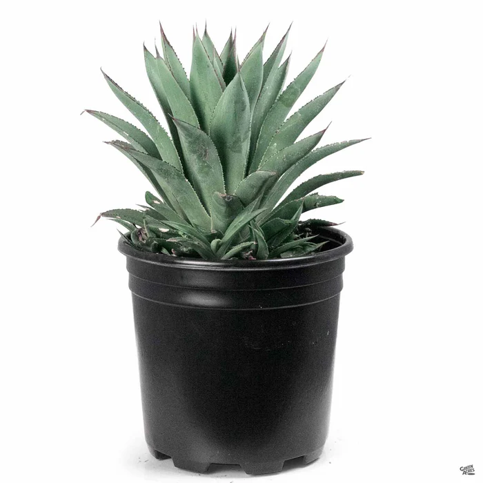 Agave 'Blue Glow'