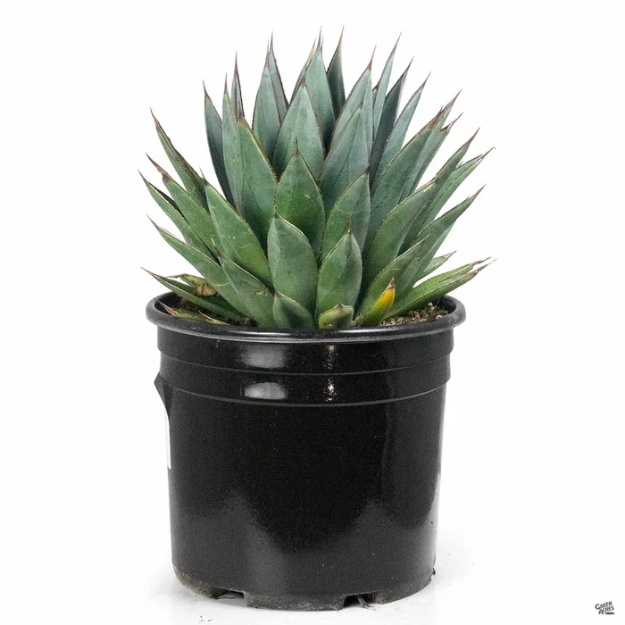 Agave 'Blue Glow'